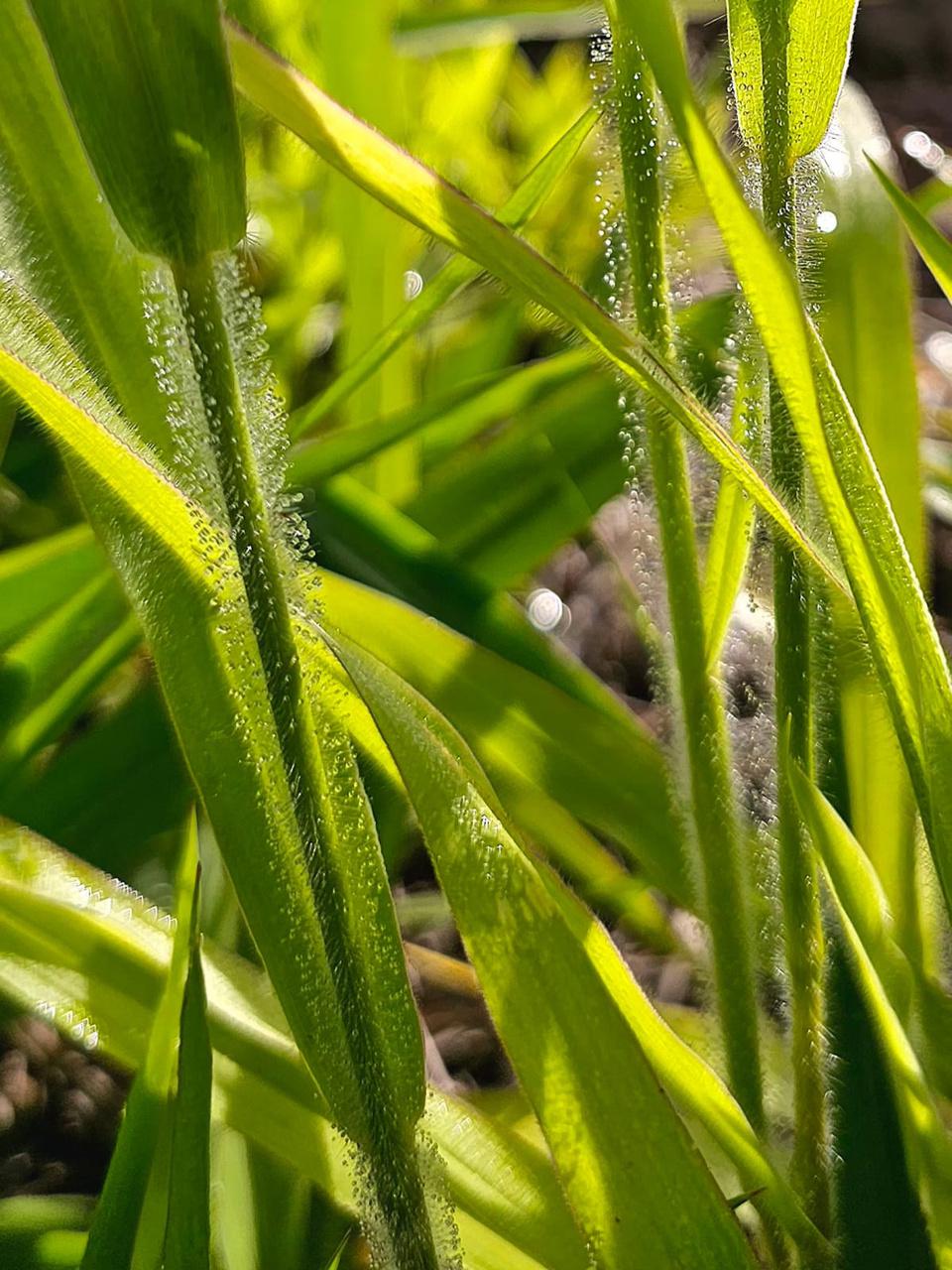 Pastura Gramaseed